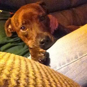 Meet your Posher, Shelby